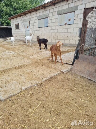 Овцы бараны