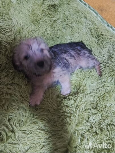 Щенки помесь йорский терьер