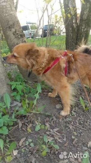 Собака в добрые руки маленькая порода