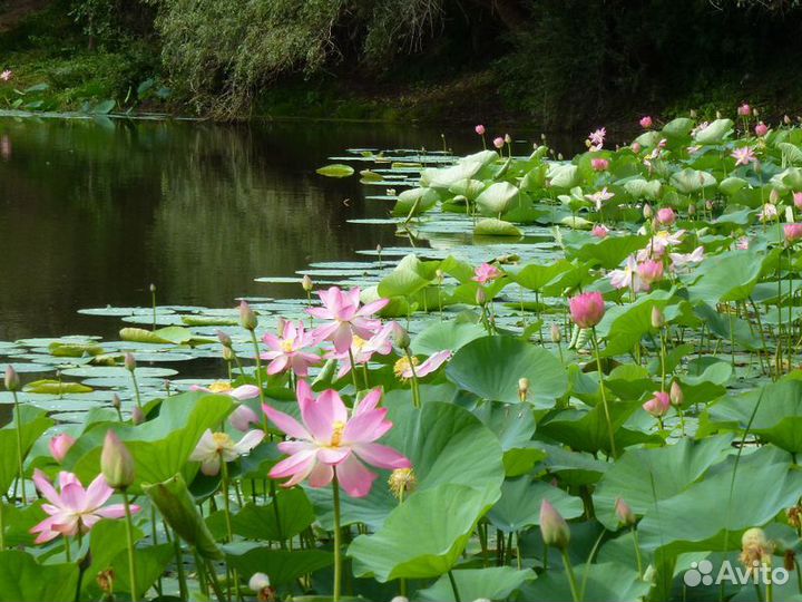 Экскурсия — Волгоград — Два В Одном: Волжская Гэс