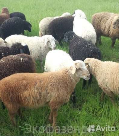 Бараны на племя.на мясо.Халяль