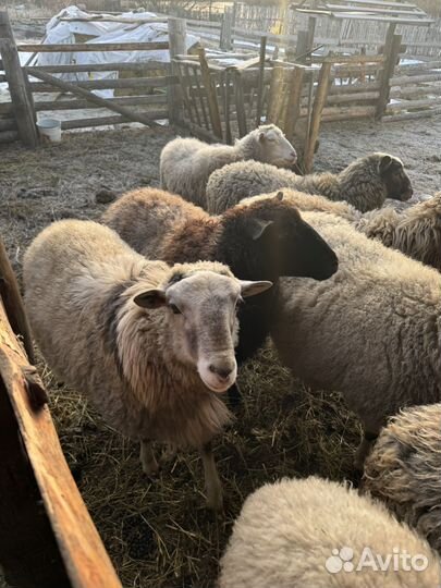 Овцы бараны