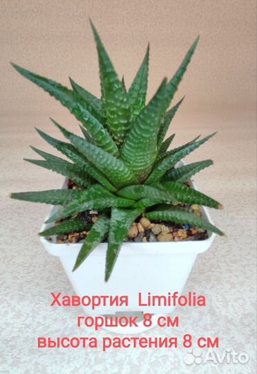 Хавортия, Гастерия вариегатная