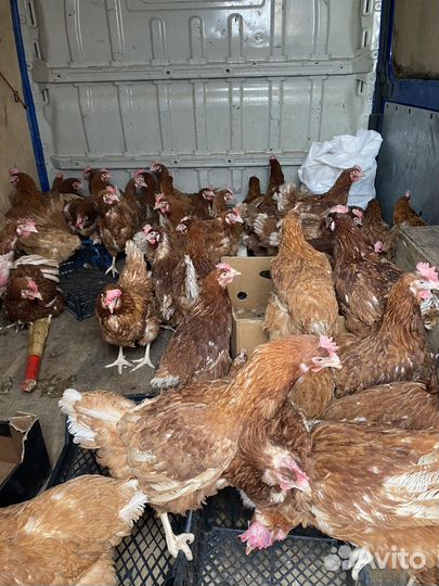 Курицы несушки