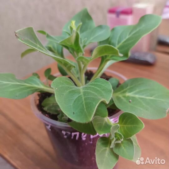 Петуния ампельная