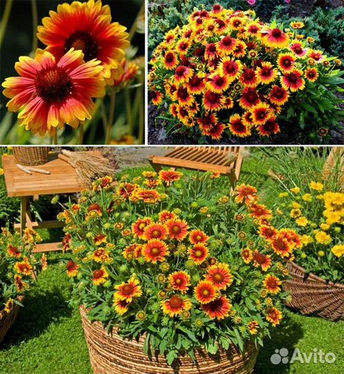 Многолетние цветы