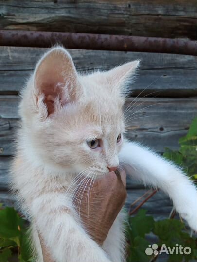 В добрые руки