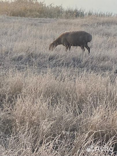 Гисарские матки.Баран Гисарский