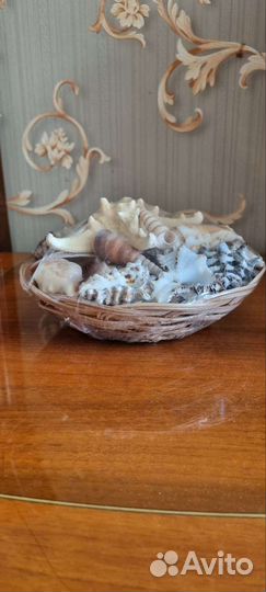 Морские ракушки