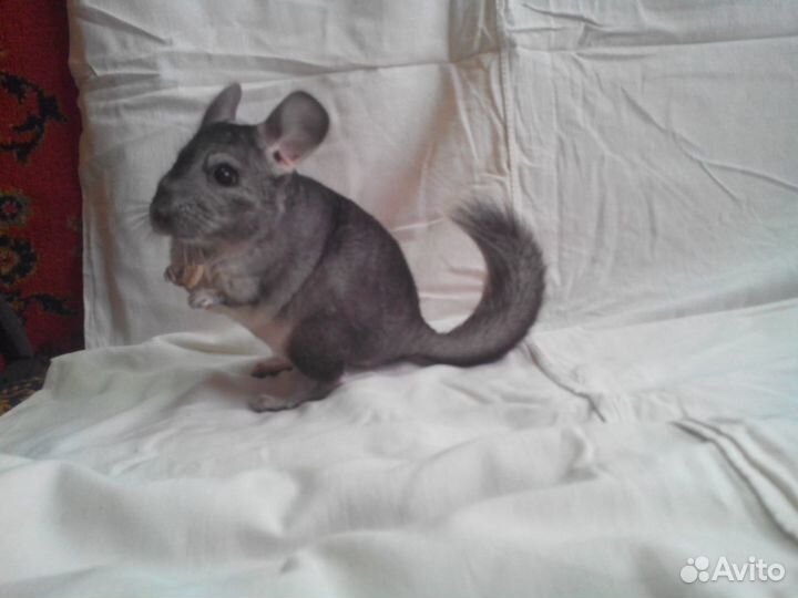 Шиншиллы и шиншиллята