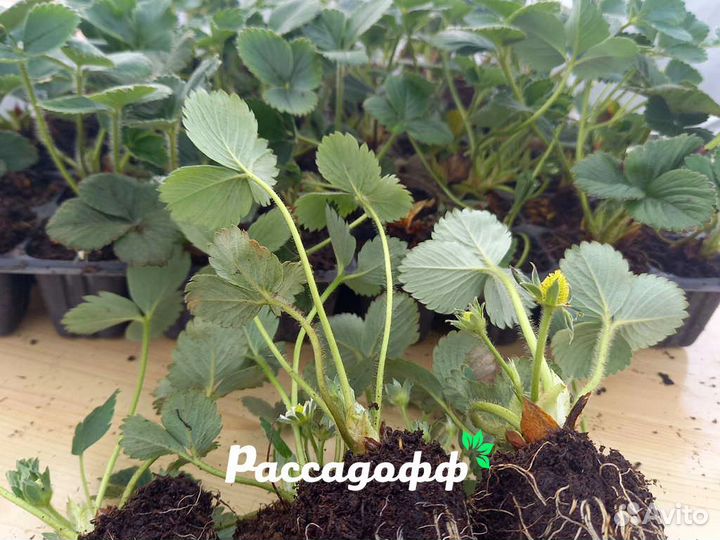 Рассада клубники. Оптом. От 128 шт