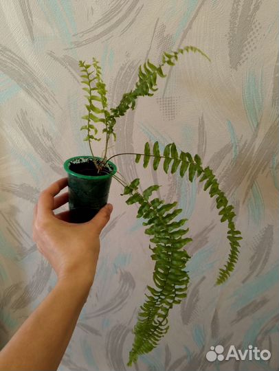 Нефролепис