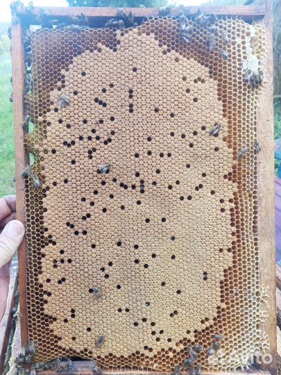 Пчела Матки карника кордован