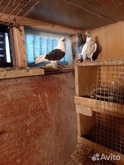 Продаются голуби