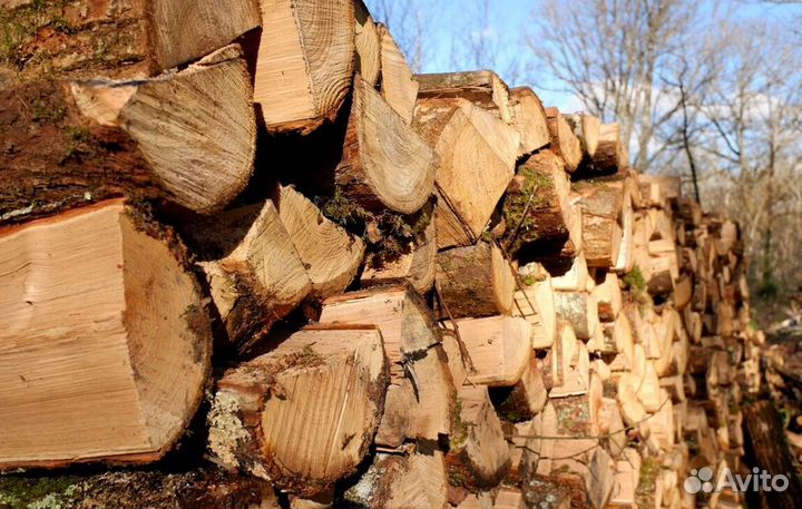 Кора березы