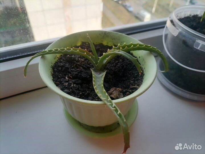 Продам алоэ