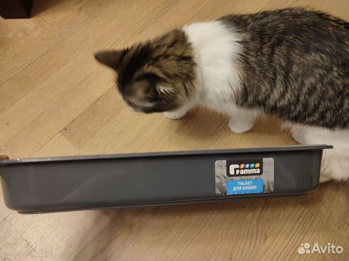 Лоток для кошек пластик 38*28*6