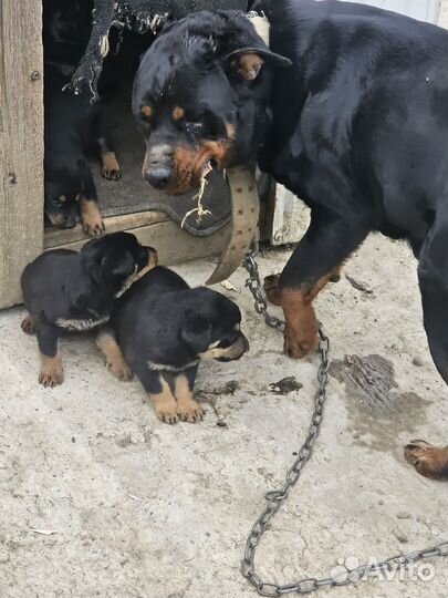 Собака в добрые руки щенок ротвейлер