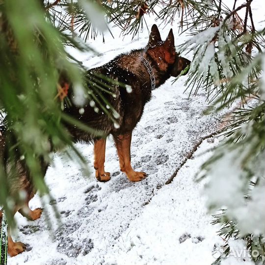 Кобель для вязки немецкая овчарка