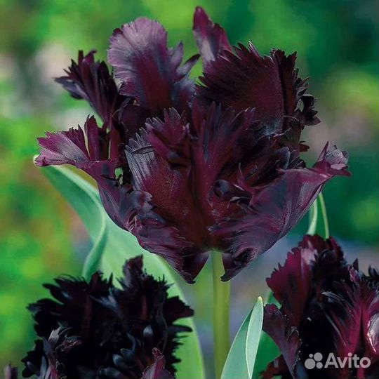 Тюльпан попугайный Блэк Перрот