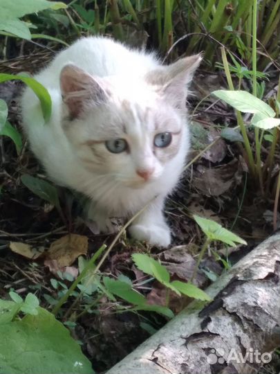 Помогите котятам выжить