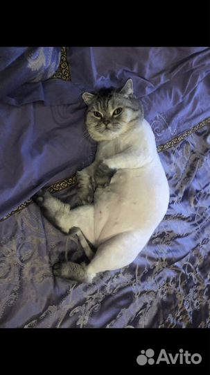 Стрижка кошек на дому, грумер, вычесать кота