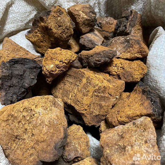 Чага (березовый гриб)