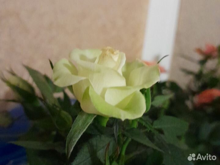 Роза комнатная