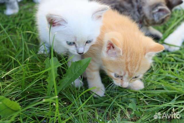 Котята в добрые руки