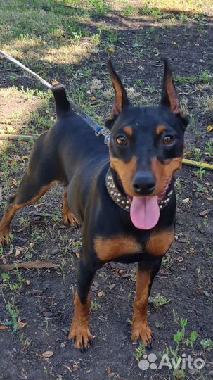 Вязка цвергпинчер