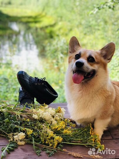 Вязка / Корги / Случка / Кабель