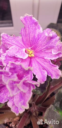 Фиалка, сорт Луиза