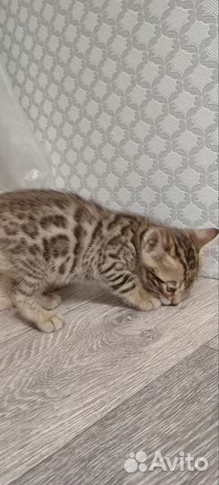 Бенгальские котята