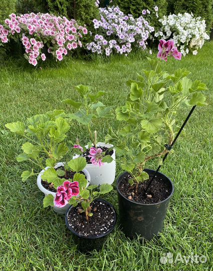 Пеларгония герань