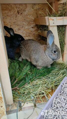 Кролики мясных пород объявление продам