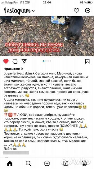 В добрые руки Лабинск