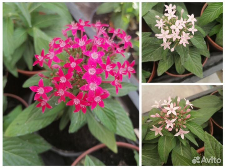 Комнатные растения цветы