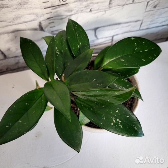 Хойя карноза