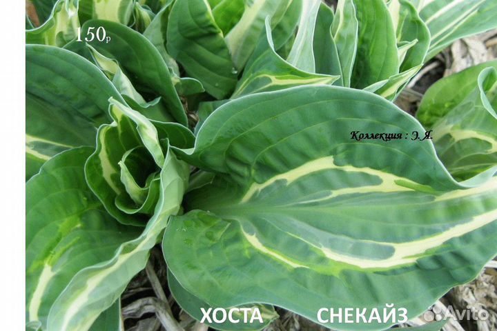 Почвопокровные Многолетники Хосты Почтой (Часть1)