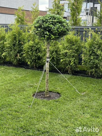 Ландшафтный дизайн, ландшафтный дизайнер