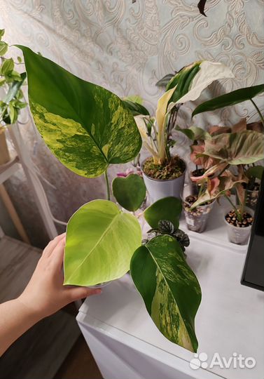 Монстера Yellоw splash / Еллоу Сплеш