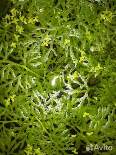 Аквариумные растения прополка