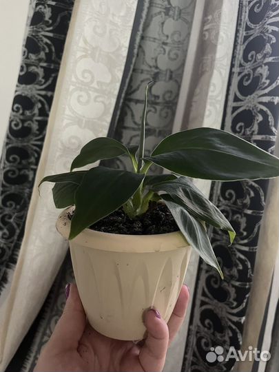 Банановое дерево