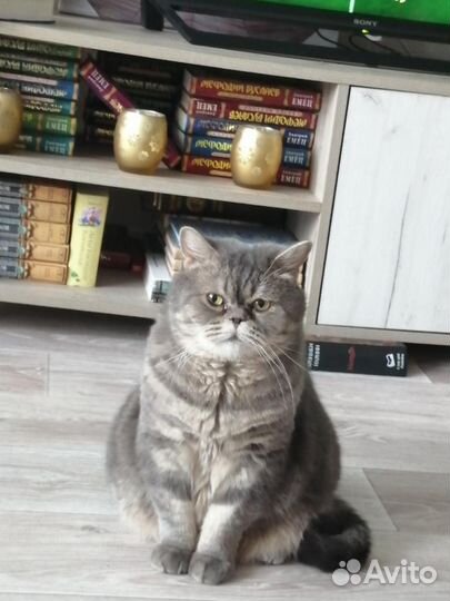 Кошки в добрые руки