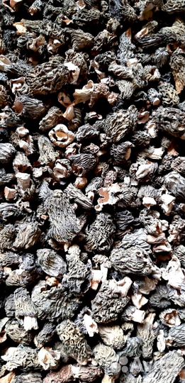 Гриб сморчок