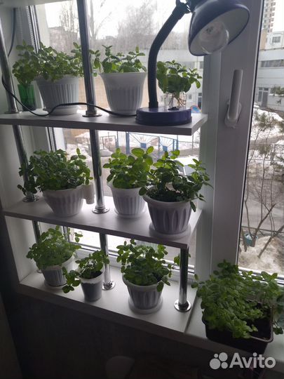 Роскошная ароматная мята