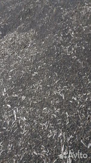 Семена рапса