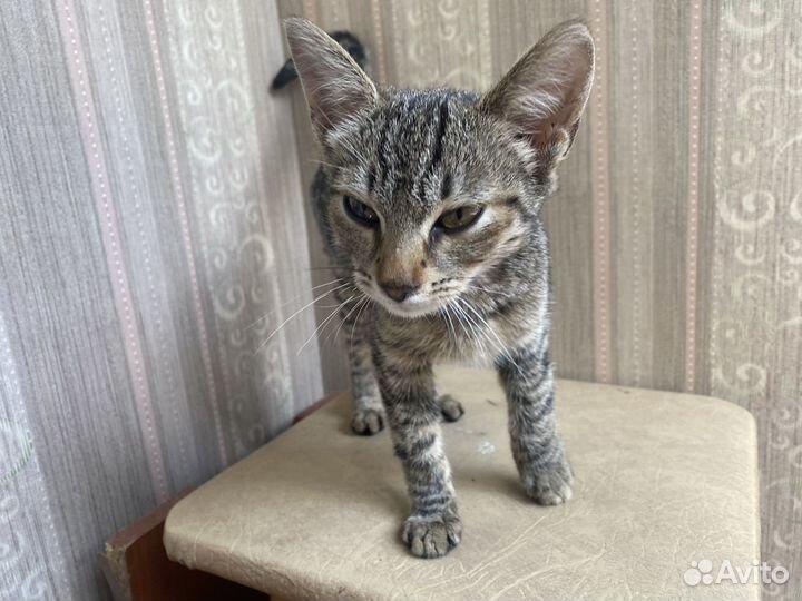 Кошка в дар бесплатно