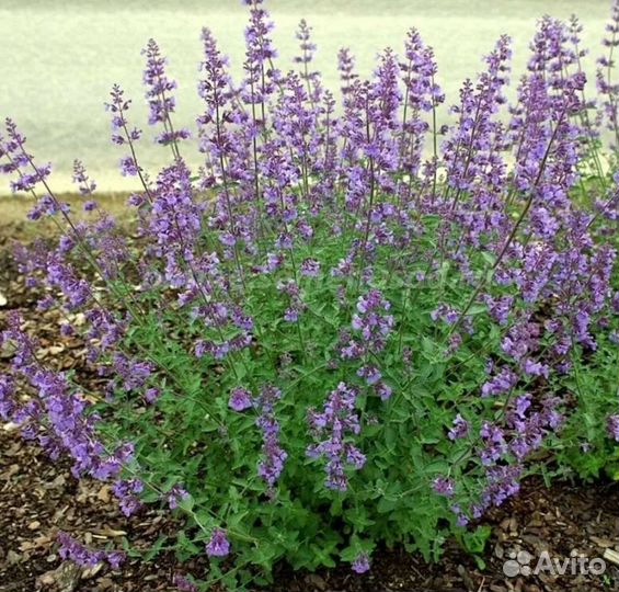 Цветы Многолетние, Садовые и Хвойные (Листвиница)