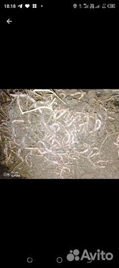 Черви для рыбалки